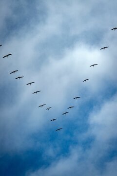 Fototapeta Flock of birds flying in the sky together on a sunny day