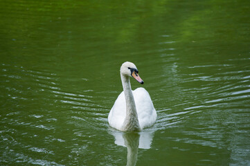 A white majestic swan floats in front of a wave of water. Young swan in the middle of the water. Drops on a wet head.