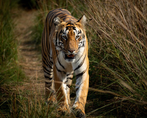 Plakat Tiger in the wild