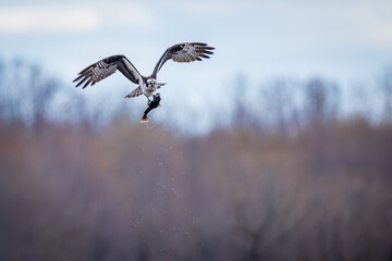 An osprey with its meal, taking off towards its nest