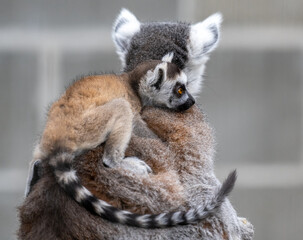 Ring tailed lemur baby riding on its mother's back © Jeff