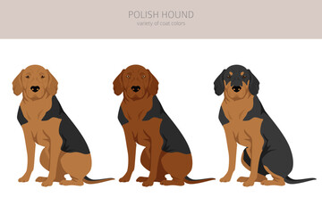 Polish Hound clipart. All coat colors set.  All dog breeds characteristics infographic - obrazy, fototapety, plakaty