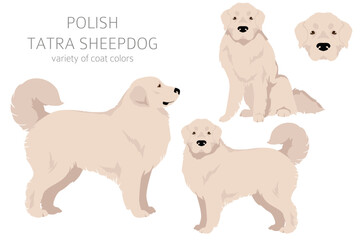 Polish Tatra Sheepdog clipart. All coat colors set.  All dog breeds characteristics infographic