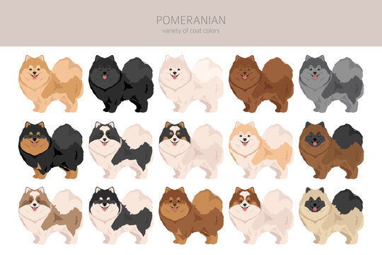 Pomeranian German spitz clipart. Different poses, coat colors set