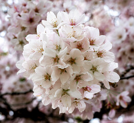 Delicate cluster of Yonshino cherry blossoms