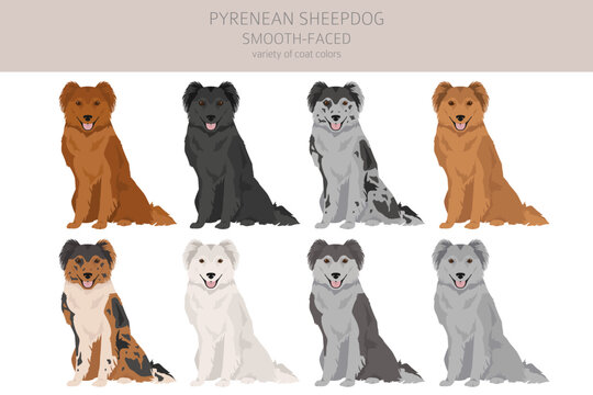 Pyrenean sheepdog, smooth faced clipart. Different poses, coat colors set