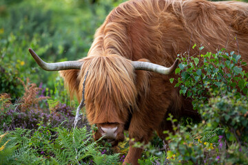 Highland cow grazing on undergrowth and bushes in the English countryside