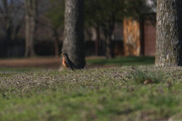 American robin bird perched atop a lush green grass
