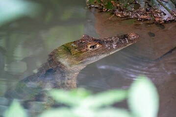 Close-up shot of a Nile crocodile partially submerged in a body of water