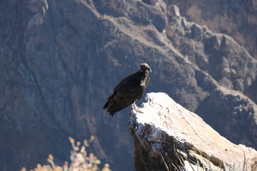 Peru Colca Canyon - 