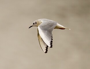 Saunders's gull bird soaring through the sky