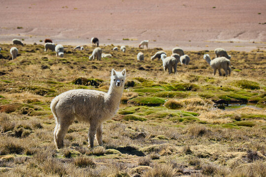 Peru Colca Canyon -  Alpaca on the fields in the route to the colca canyon in Peru. 