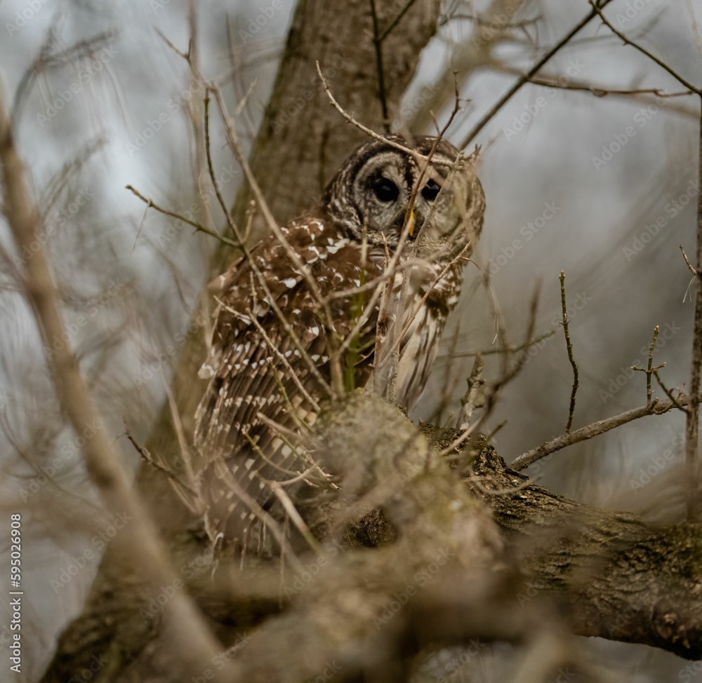 Wall mural Brown owl perched on a tree branch, its head cocked to the side