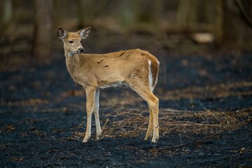 Deer standing amidst the lush foliage of a wooded area