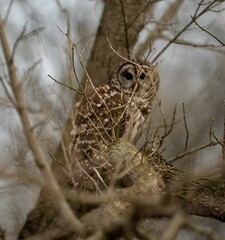 Brown owl perched on a tree branch, its head cocked to the side