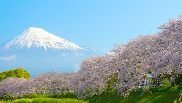 富士山と満開の桜 龍巌淵 2023