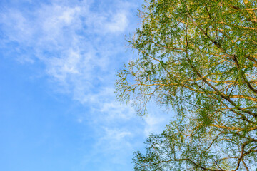 新緑の仙台　広瀬川を歩く

