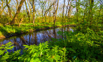 small quiet riwer flow in forest, spring outdoor seasonal landscape