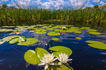summer lake with white lilies under cloudy sky