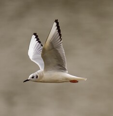 Fototapeta na wymiar Saunders's gull bird soaring through the sky