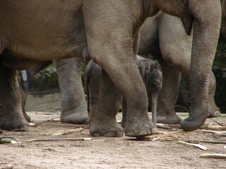 Fototapeta premium Elephants, a large adult and two small calves, walking together in an outdoor wildlife habitat