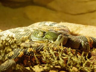 a frog is laying on a rock in the sun as it rests on top of