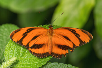Banded Orange Heliconian - Dryadula phaetusa, beautiful orange tropical butterfly from Central and Latin America woodlands, meadows and gardens, Panama.