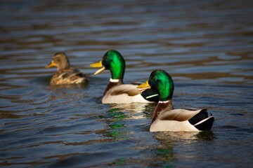 Close-up shot of a mallard duck floating in the lake on a spring day