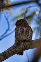 Cuban pygmy owl (Glaucidium siju) perched on a tree branch against the blue sky