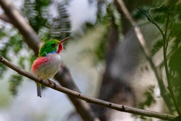 Vibrant and beautiful The Cuban Tody (Todus multicolor) perched on a tree twig in spring