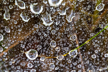 closeup  spider wen in water drops after a rain, beautiful natural background