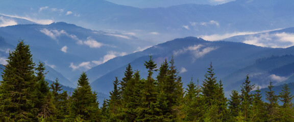 mountain valley with pine forest in blue mist and clouds