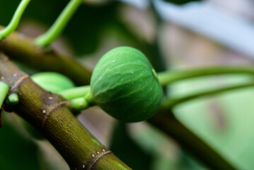 Natural figs on a branch of a fig tree with beautiful green leaves.