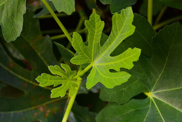 Natural figs on a branch of a fig tree with beautiful green leaves.
