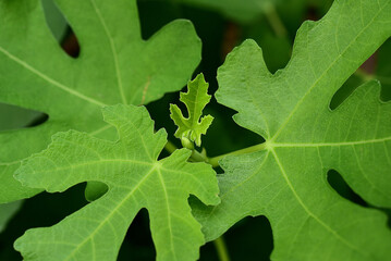 Natural figs on a branch of a fig tree with beautiful green leaves.