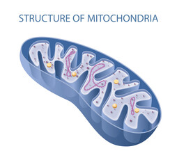Obraz na płótnie Canvas Components of a typical mitochondrion