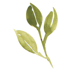 Stylish watercolor green leaf on a transparent background - Watercolor Clipart