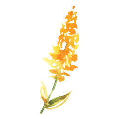 Stylish watercolor green leaf with yellow flowers on a transparent background - Watercolor Clipart
