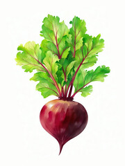 Beetroot Fresh Organic Beets Healthy Vegetables Illustration | AI Generated