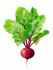 Beetroot Fresh Organic Beets Healthy Vegetables Illustration | AI Generated