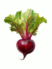 Beetroot Fresh Organic Beets Healthy Vegetables Illustration | AI Generated