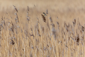 Schwarzkelchen im Schilf.