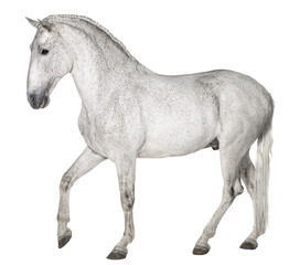 Fototapeta na wymiar profile of a White lusitano horse walking, isolated on white