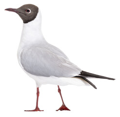 Adult summer plumage, black-headed gull, Chroicocephalus ridibun