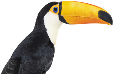 Toucan toco, Ramphastos toco, isolated on white