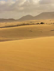 Fototapeta na wymiar Golden desert in the last light of the day