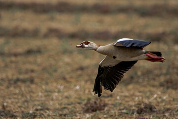 Egyptian goose in flight over a field, spring, photo time 04/16/2023, Germany, Kerpen Horrem.  Photographed with Canon EOS 7d Mark ii camera, Sigma 150-600 lens.
