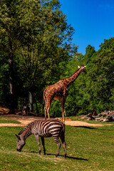 Naklejka premium Giraffe and Zebra at NC Zoo