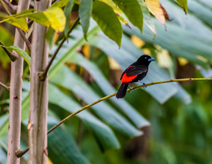 A view of a scarlet rumped tanager in  a tree in La Fortuna, Costa Rica during the dry season