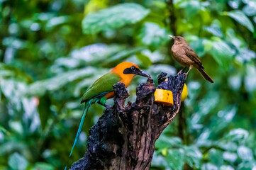A view of a Rufous motmot and Clay colored thrush beside a feeder in La Fortuna, Costa Rica during the dry season